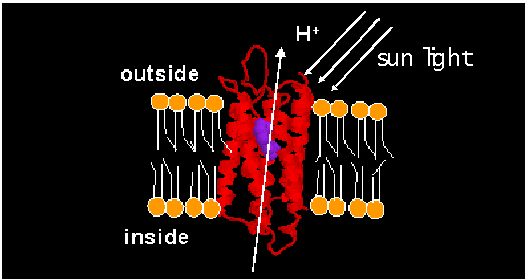 Biophysics of photosynthesis and retinal proteins.