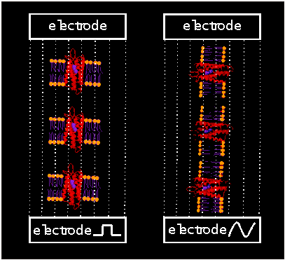 Static and dynamic electric properties of biological membranes.