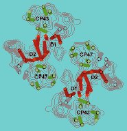 Photosystem II core