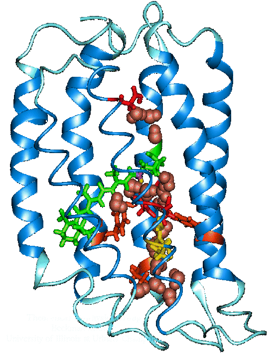 Bacteriorhodopsin