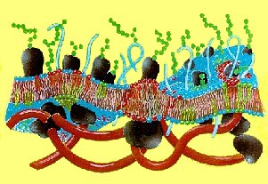 Biomembrane