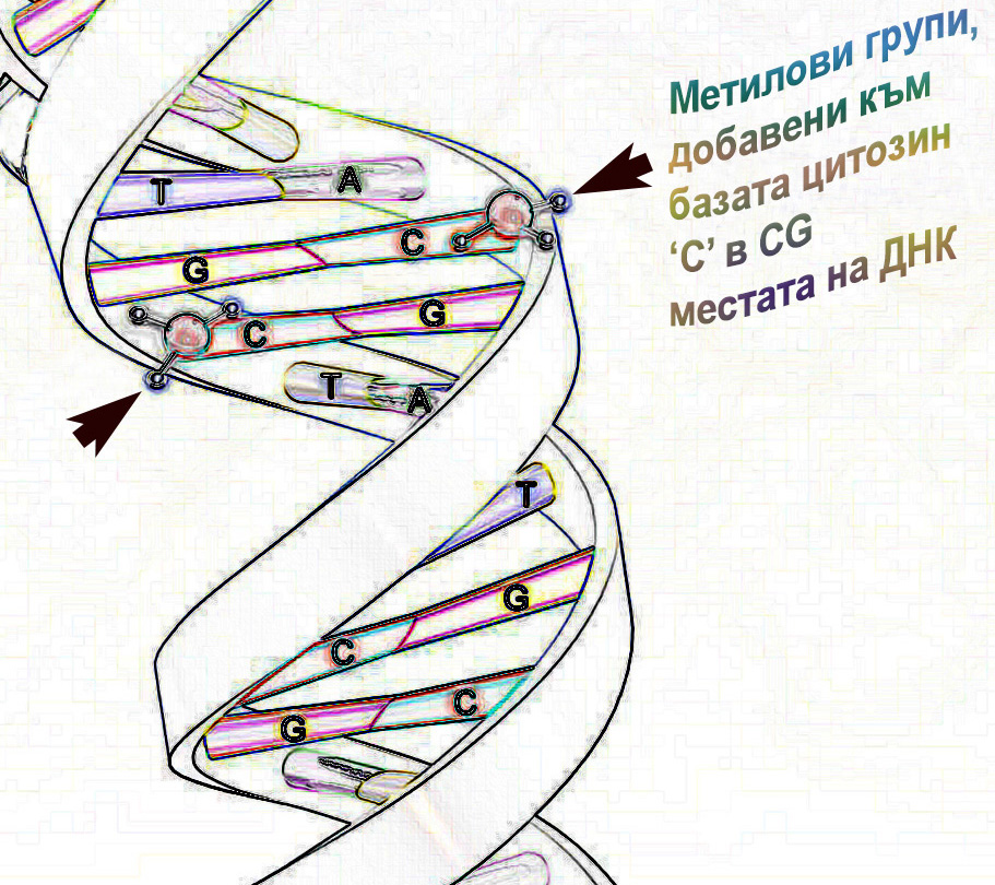 capmem_fig-2_bg.jpg