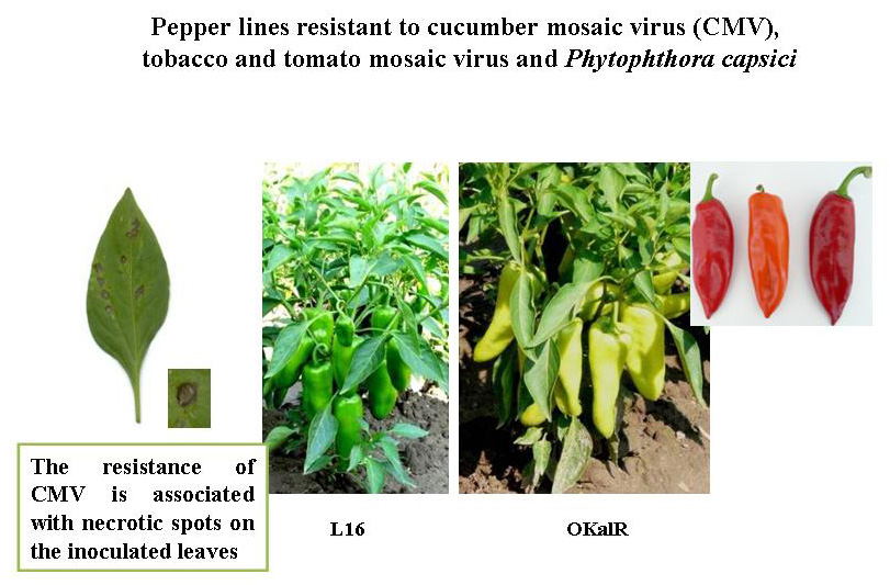 pg_pepper
