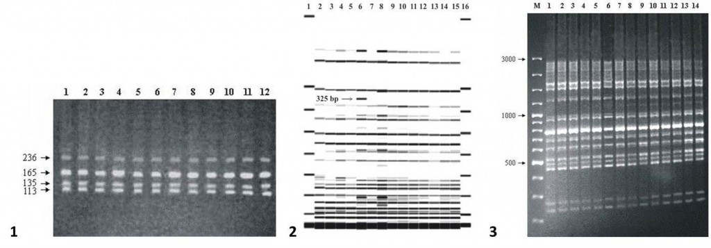 rge_fig-11