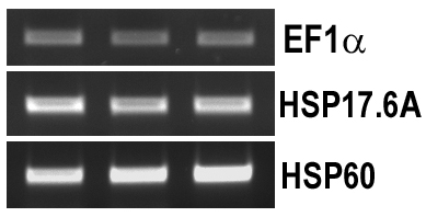 rge_fig-12